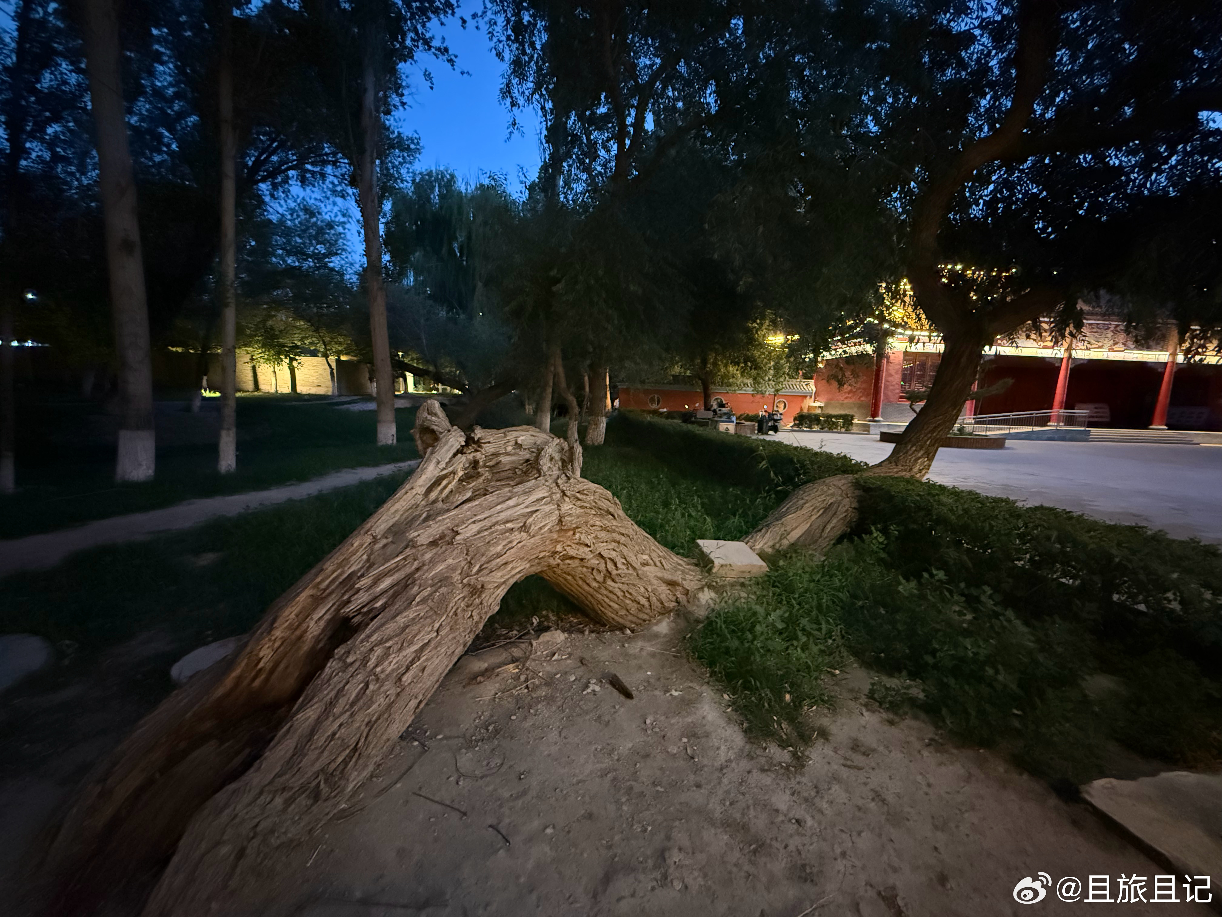 哈密，赞叹这棵老柳树的顽强的生命力。 哈密·左公文化苑