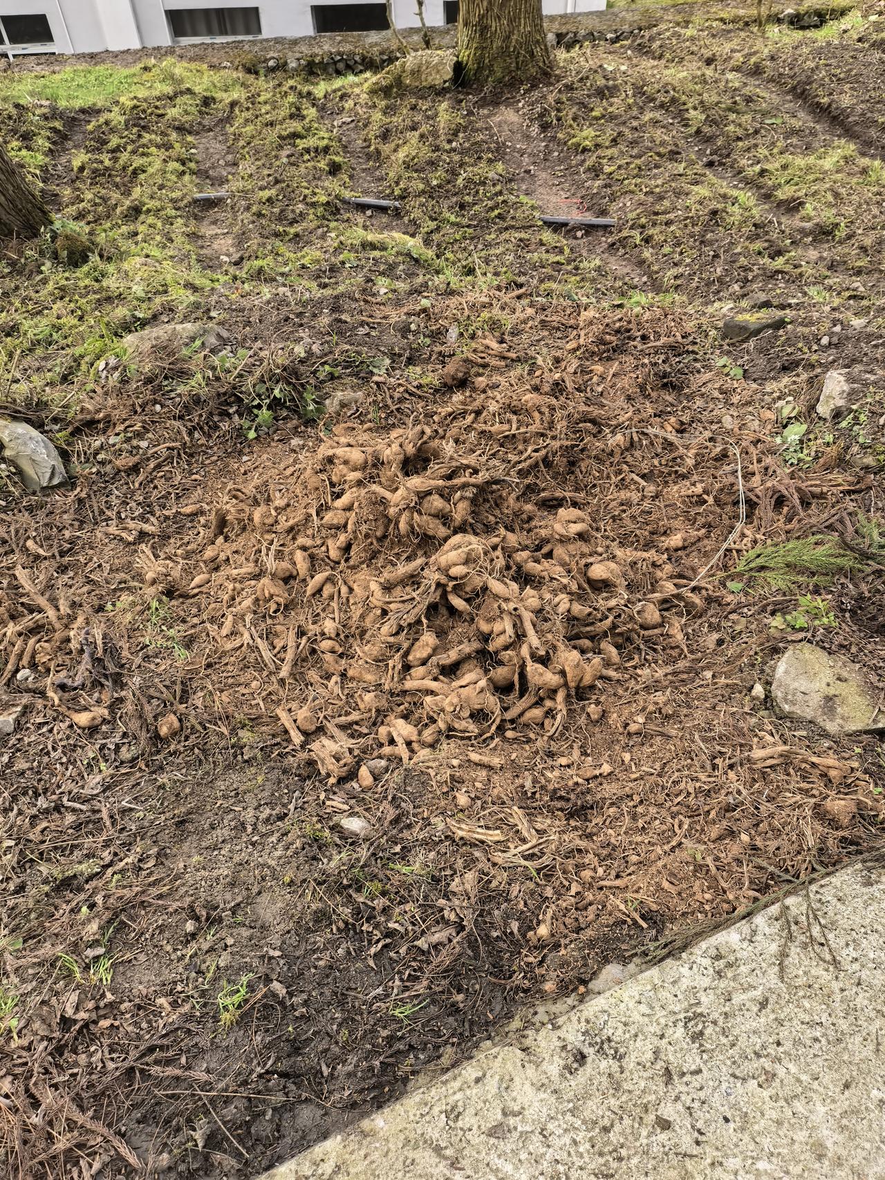 记录我的2026听说2026年搞花卉挺赚钱，于是我在网上精挑细选，终于找到了一种