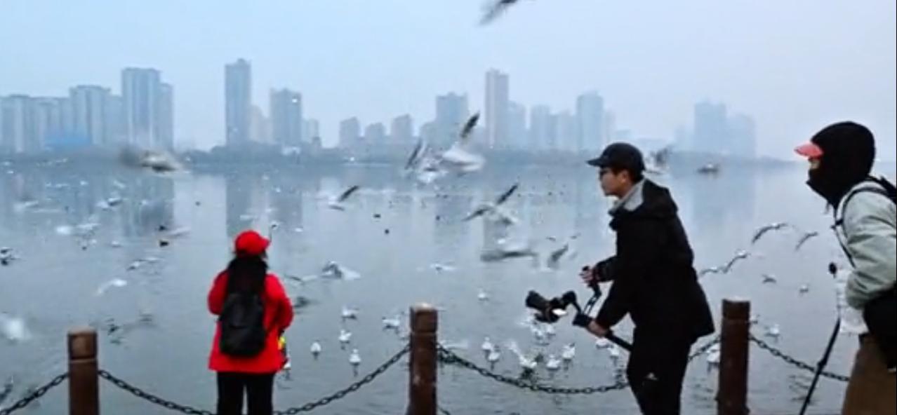 前些日子在央视新闻直播间看到宝鸡娃。王家崖水库边的引渭曲越冬的红嘴鸥嬉戏的视频报