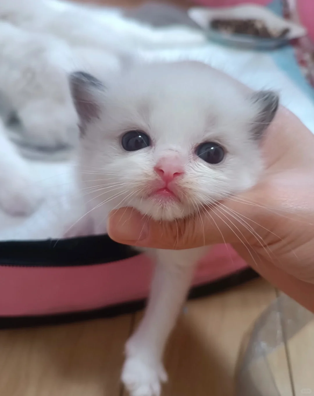 🇭🇰HK買貓💛一窩布偶BB 搵家長～