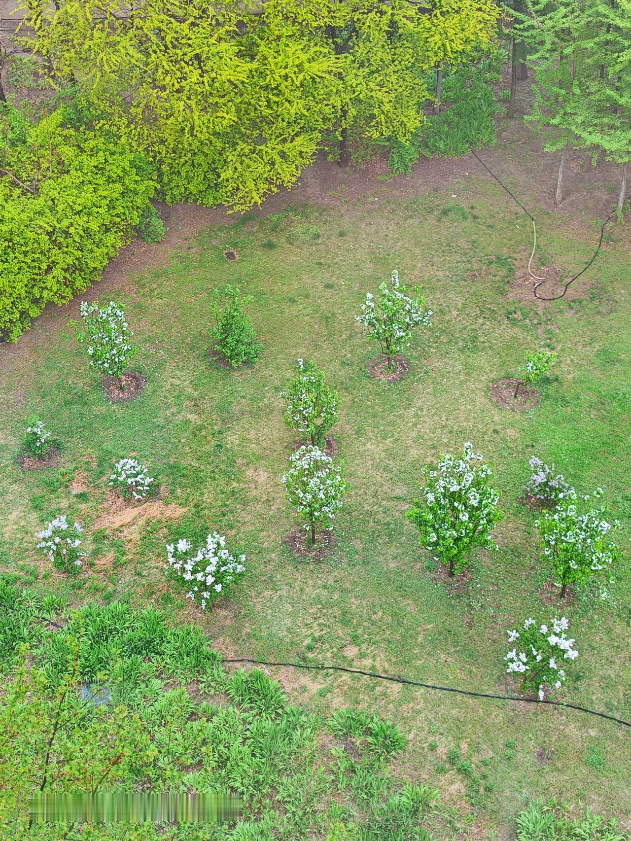 随手拍公园的花草楼下海棠花，丁香花