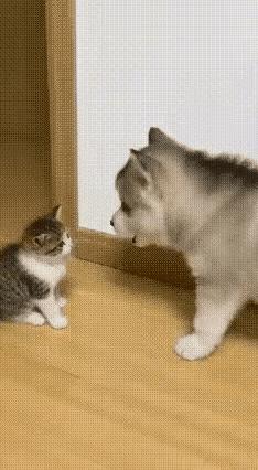 太搞笑了。这哈士奇的变脸速度，比翻书还快。

哈士奇（呲着牙凑到小猫面前）：小屁