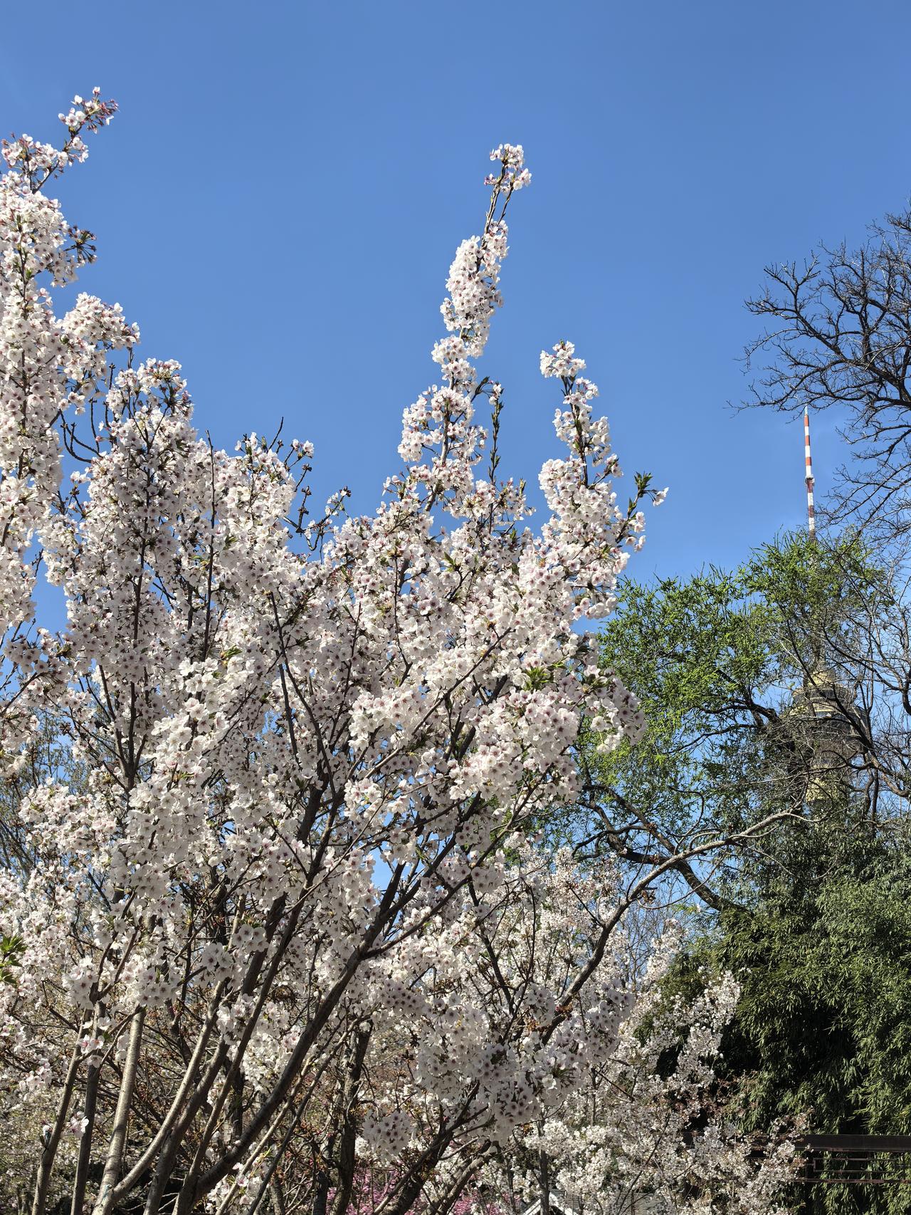 当奶茶汉堡摆上清明祭祖供桌之时，你觉得这是对传统祭祖方式的颠覆，还是对缅怀先人温