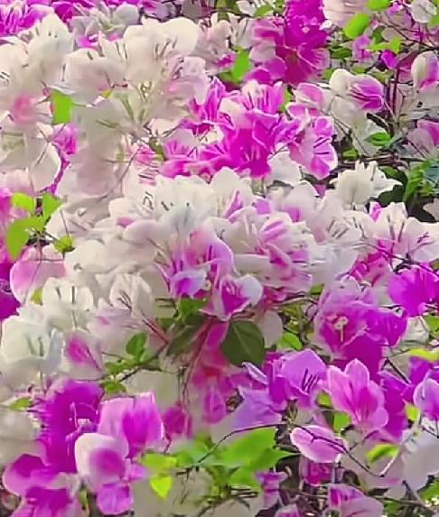 分享一张你相册的拍的花随手拍～