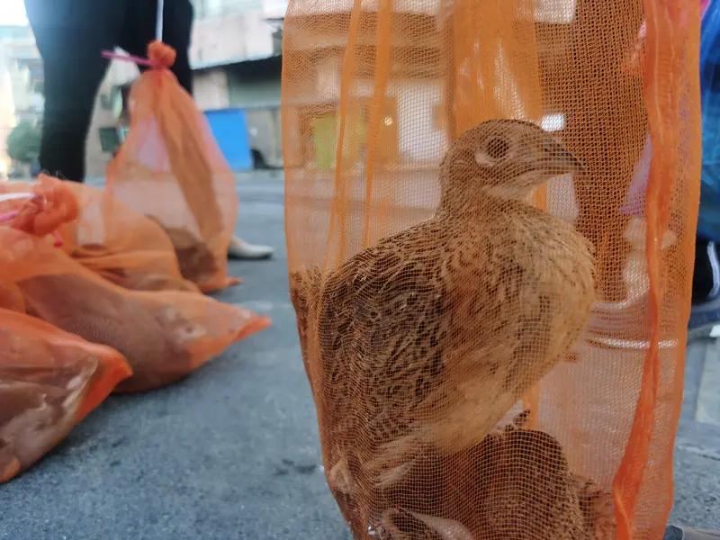 4月12日消息，广州增城警方破获一起非法猎捕交易野生鸟类案。今年3月，警方收网行
