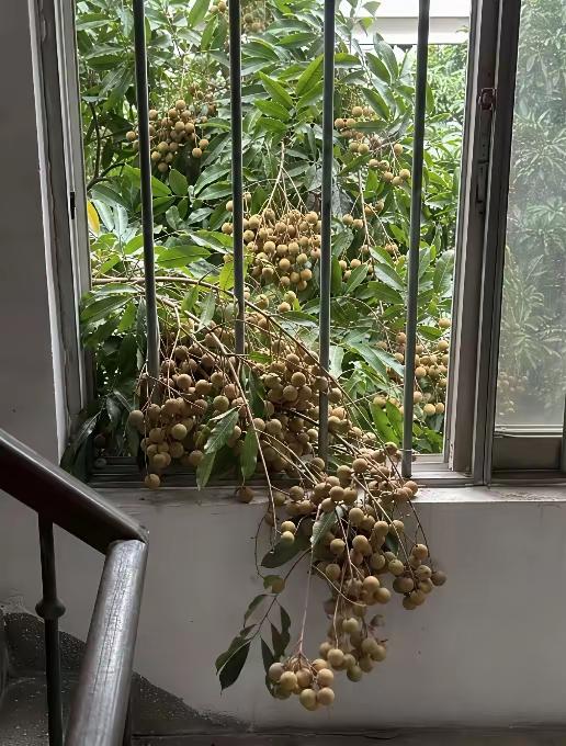 龙眼私闯民宅，走路碍事。怎么办？
