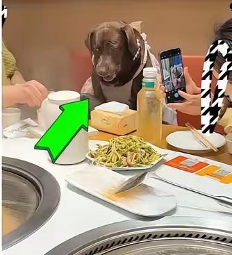 4月23日天津餐厅狗用人餐具，店方道歉监管介入

谁曾料到，一场为犬只举办的四岁