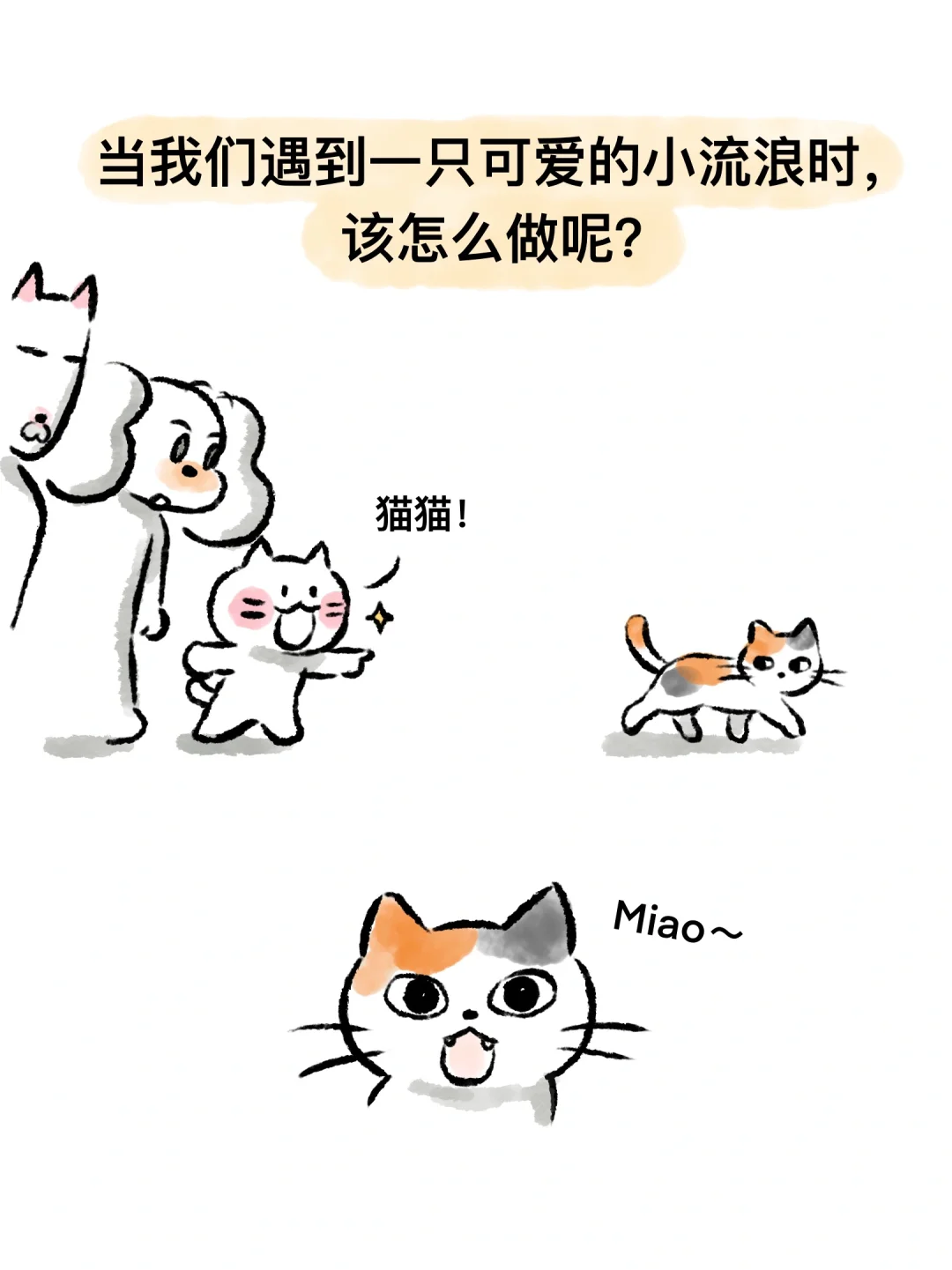 如何科学爱护小流浪