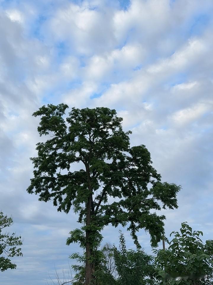 今天又拍到这棵迎客松了。
巍峨挺拔特别特别，高有六层楼高。不知道这棵树长了多少年