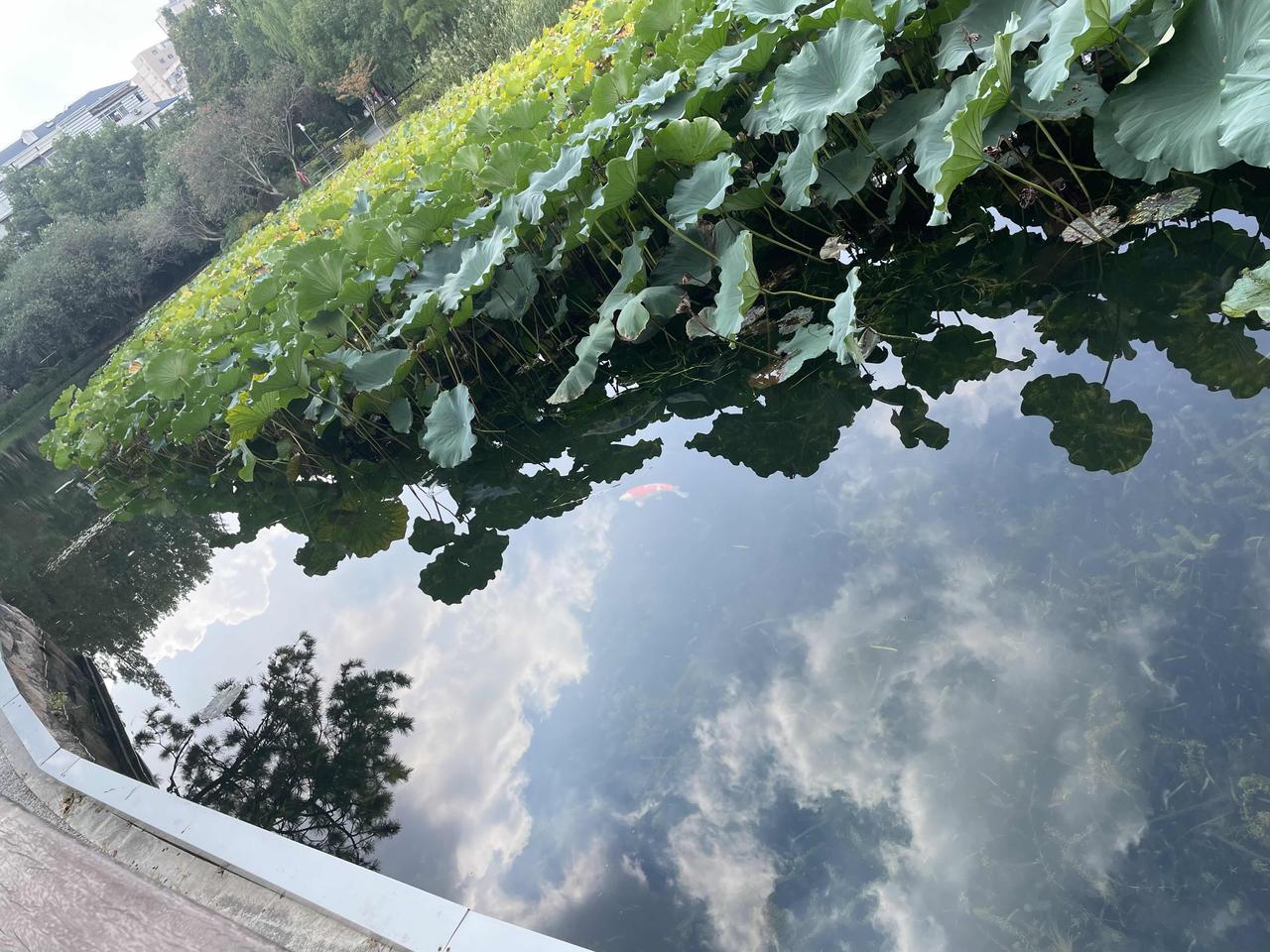 游在天空里的鱼🐟跟乌龟🐢