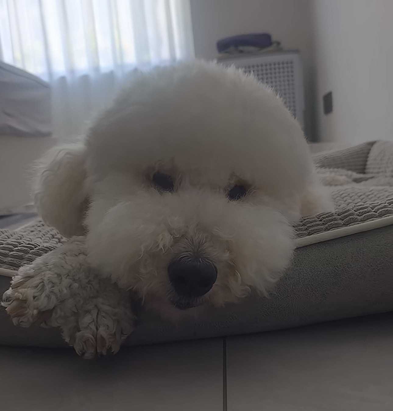 这期太可爱了… 