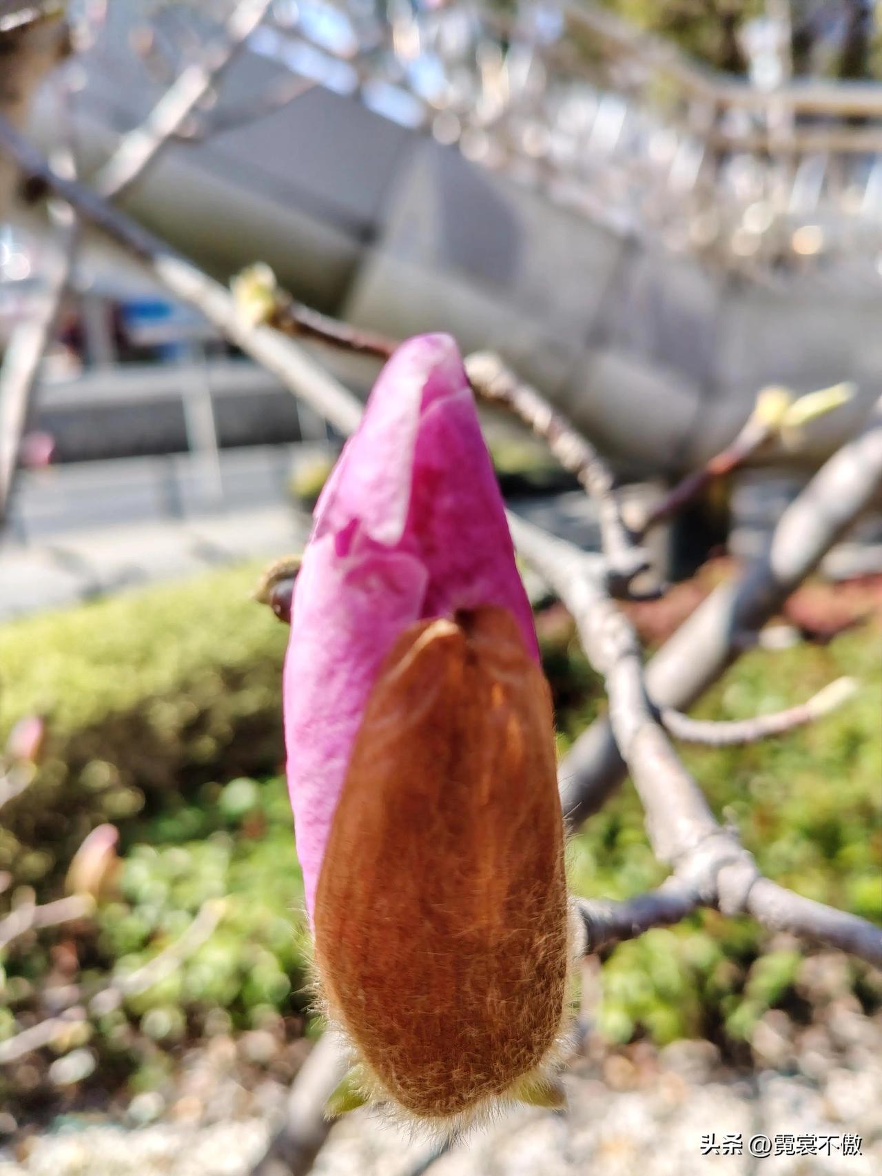 洁白玉兰花已落
紫色兰花苞即开