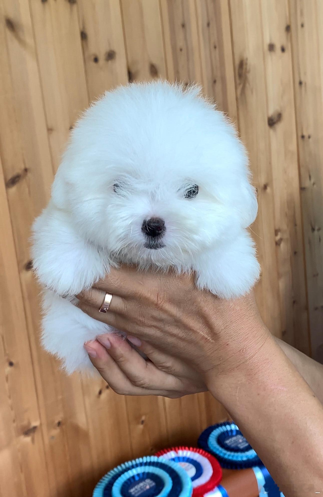 去首尔特别火的犬舍去看棉花面纱了真的拍不出十分之一的可爱！！萌化了啊啊啊！不过价