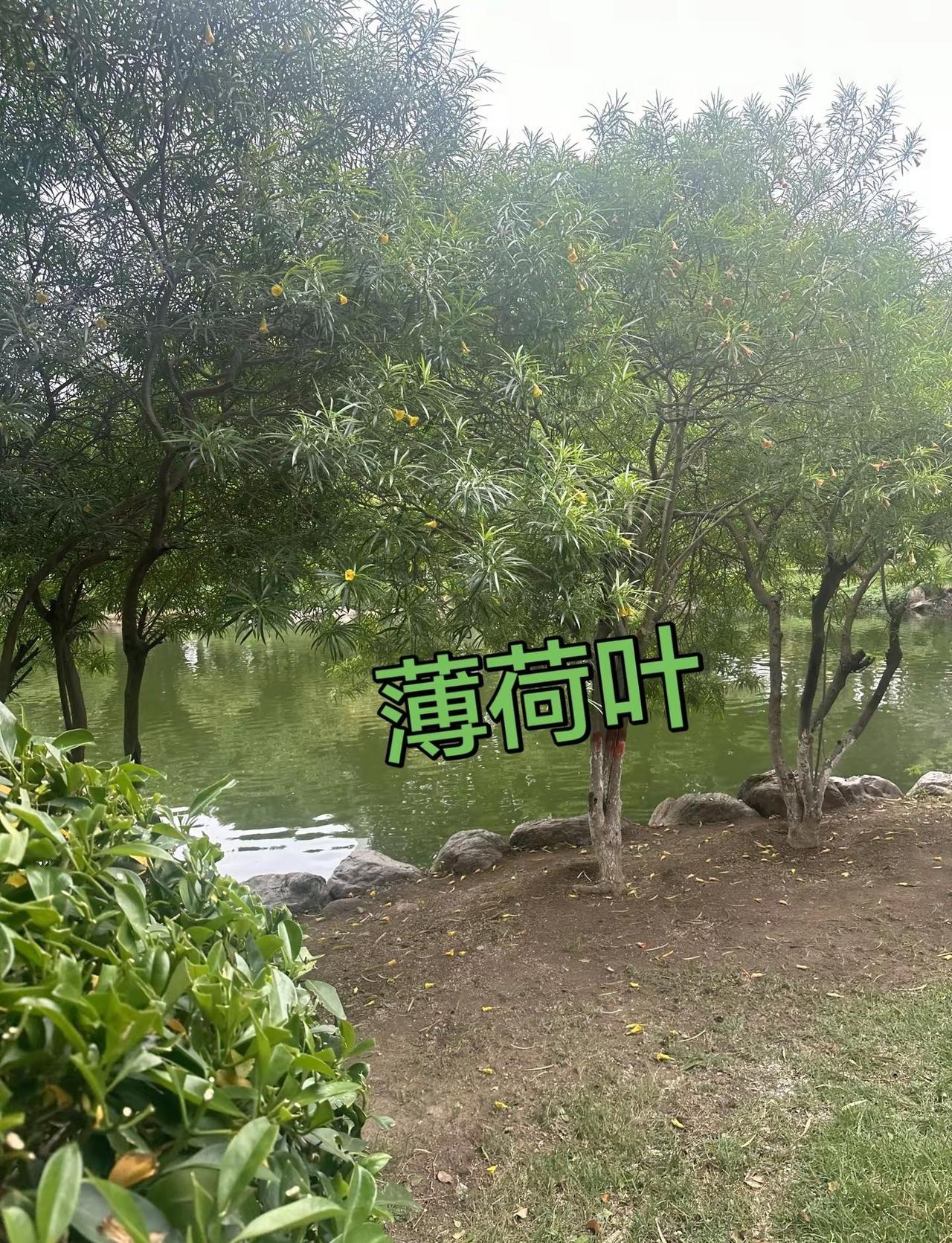 刺主场重拳出击！西决G6狂胜雷霆27分118-91带走胜利，大比分扳平3:3文班