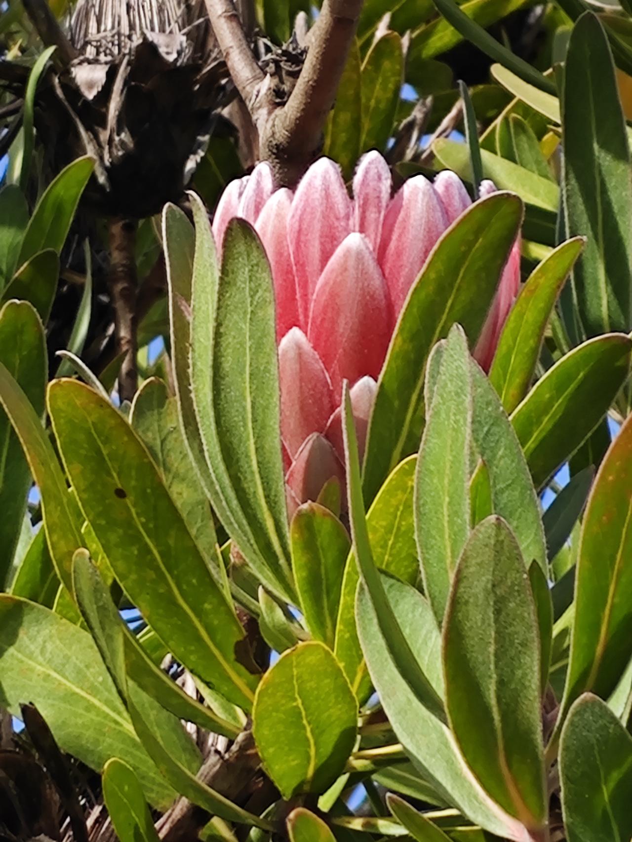 初遇帝王花

下午吃完饭，和老婆外出遛弯，走到西港堂附近的马路边，看见一户人家门