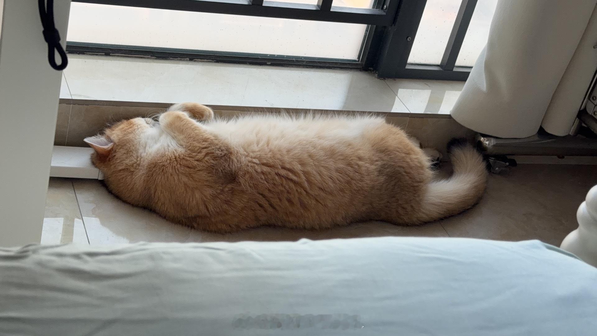 有没有周末睡两天的周末就这样和猫猫爽睡了两天……好久没这么睡，感觉整个人都舒坦了