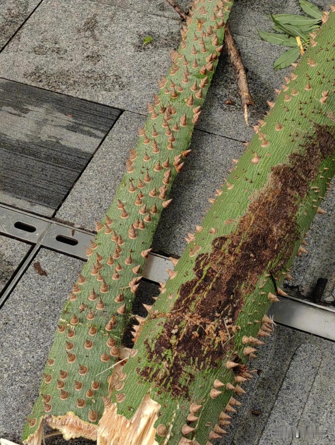 这种树不应该出现在市政道路绿化植物目录中，这跟天上掉狼牙棒有什么区别。