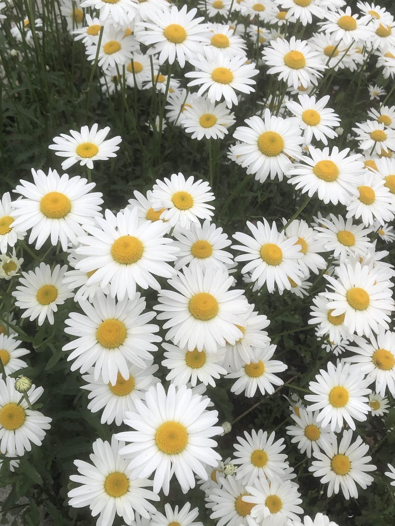 春天的公园太懂浪漫了！随手定格的花花草草，白色的小雏菊、粉色的月见草、紫色的鸢尾