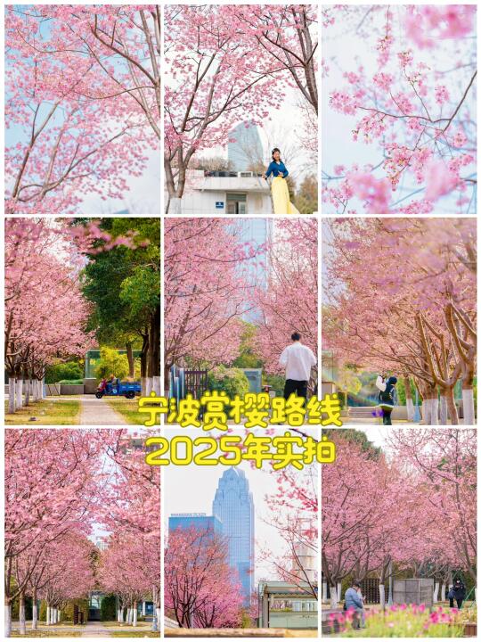 杭州周边｜宁波赏樱一日游路线🗺️实拍❗️❗️