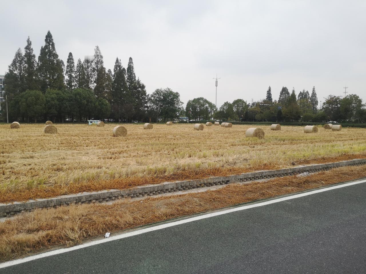 大自然美景，随手一拍喜看稻谷千重浪