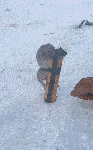 虽然很残忍，但是，你做的对！