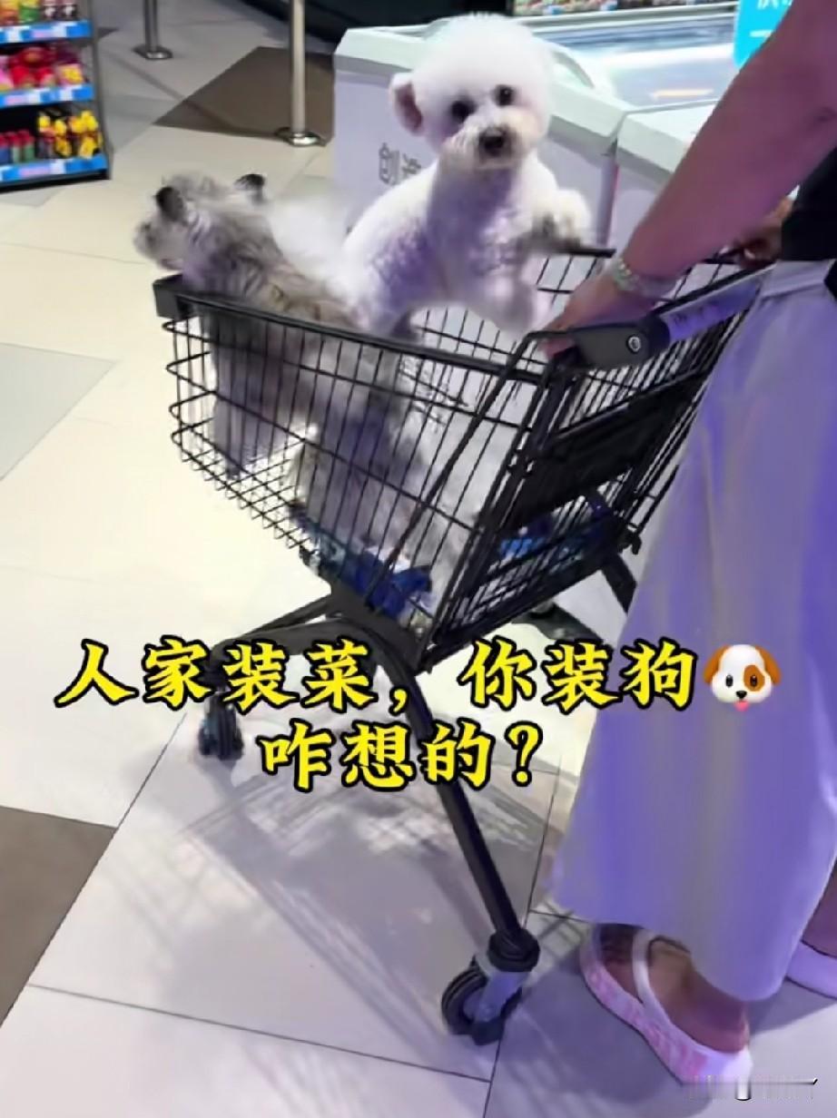 狗又坐在购物车里进超市了，而且这次还是两条！

6月12日，一名吉林网友发视频曝