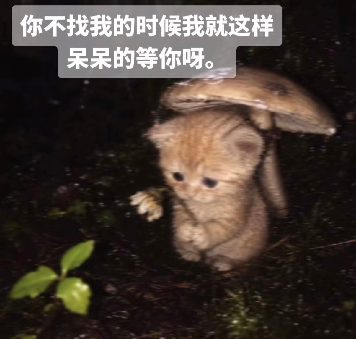 分享图片 