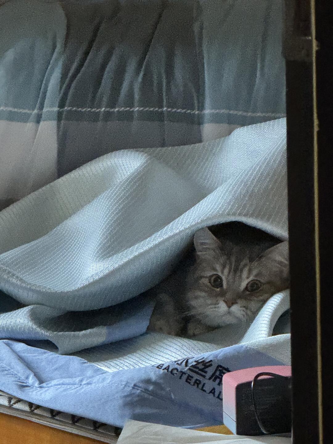 猫猫钻洞