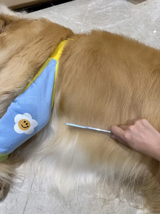 我是真的很会养金毛！！！