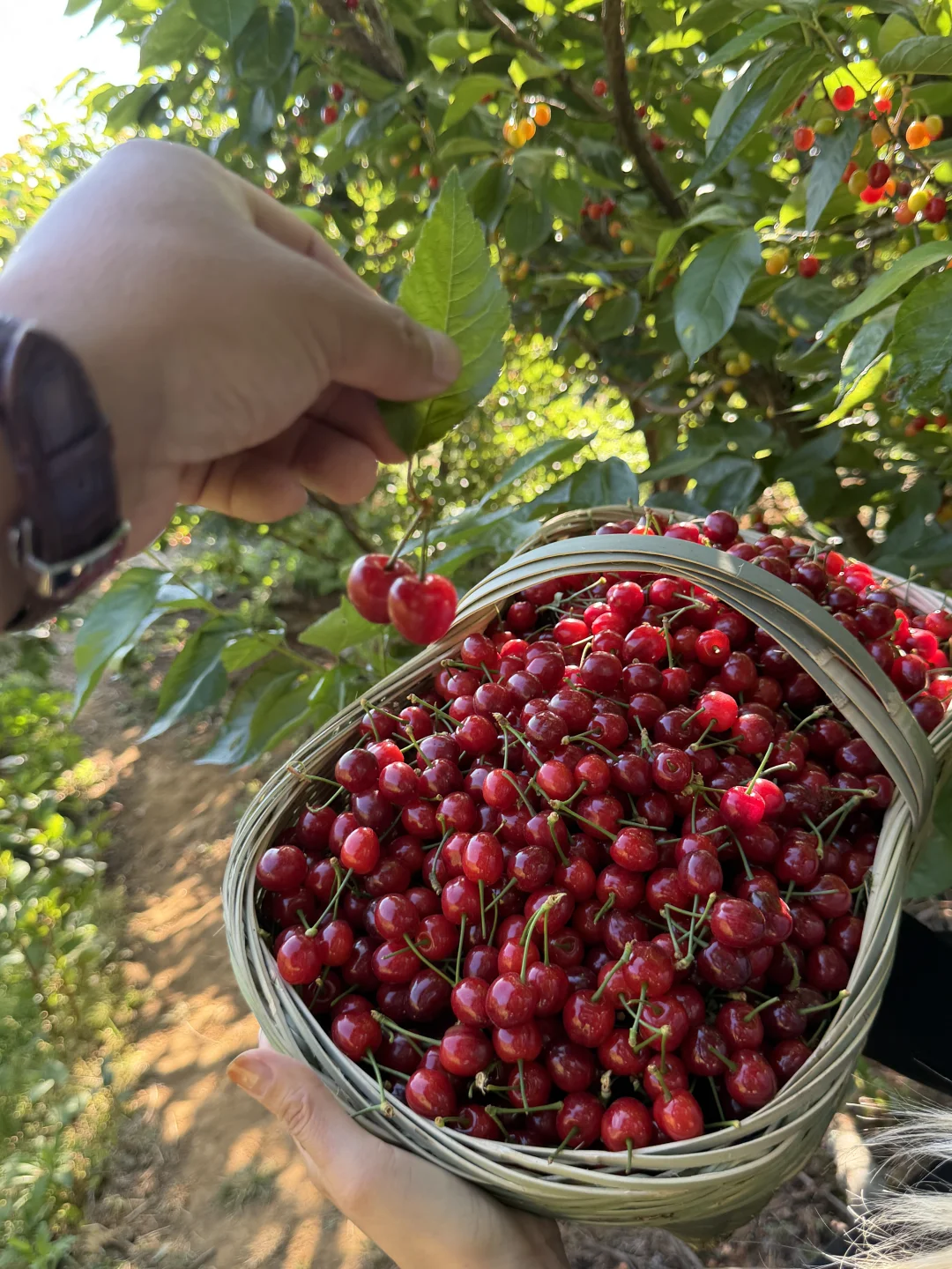 别在说樱桃酸了，那是别人家的，我们家纯甜。
