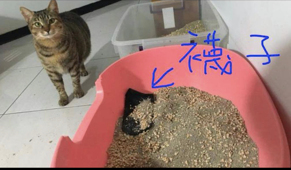 #猫咪把主人的袜子埋进了猫砂盆#就说我找不到袜子呢[哈哈] ​​​