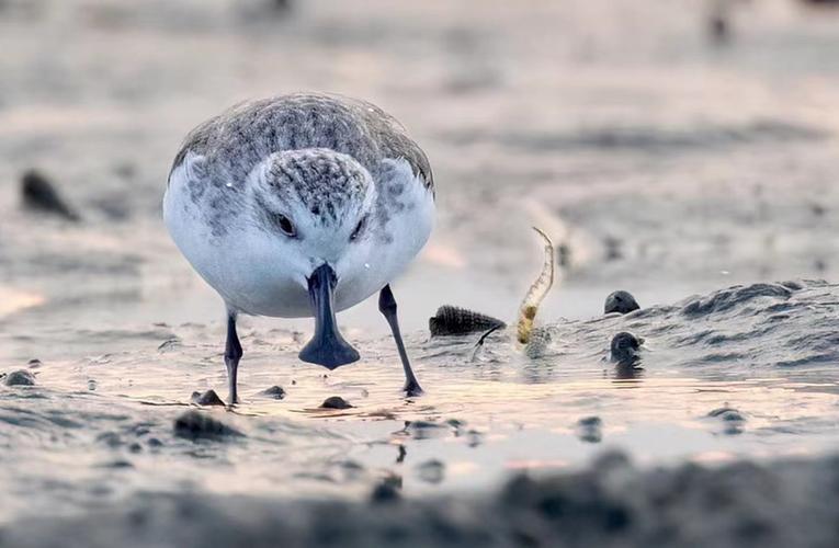 勺嘴鹬在缅甸有被灭绝的风险！

勺嘴鹬属于世界极危物种，全世界仅存大约500只左