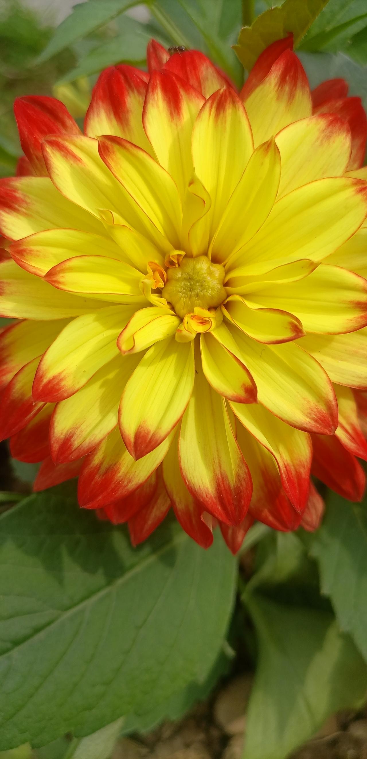 【春之韵·不与它花争春色，敢与牡丹试比高。】今年春天最想实现的心愿

象大丽花那