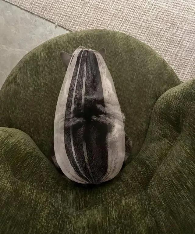 看成瓜子的请举手！