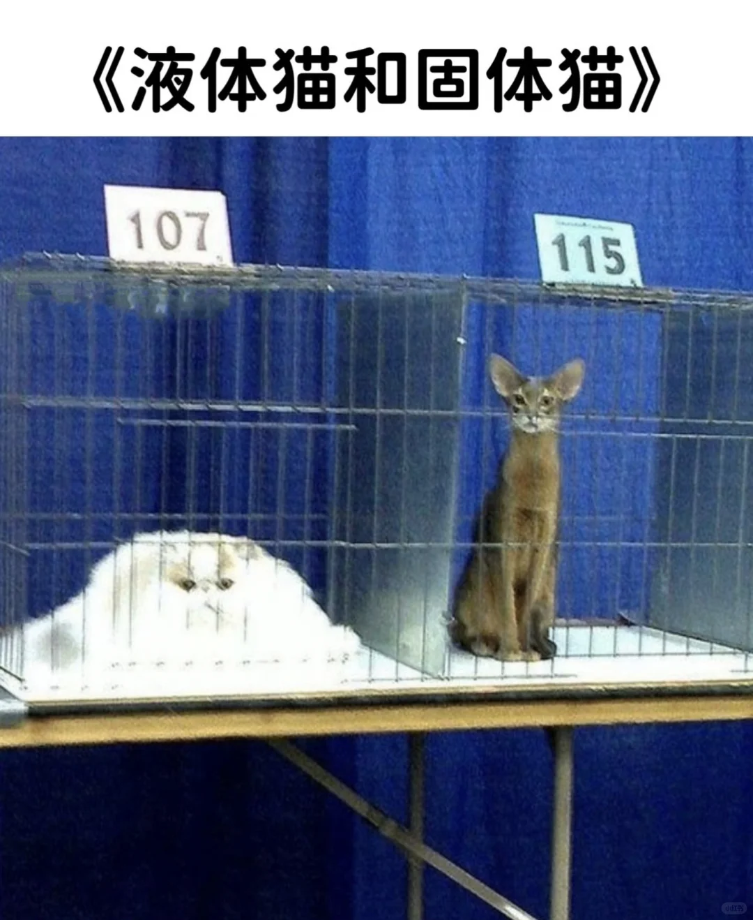 今日份的猫猫梗图 国庆节快乐！