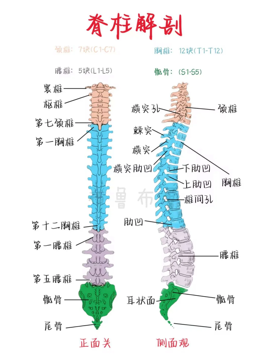 医学生笔记——解剖合集