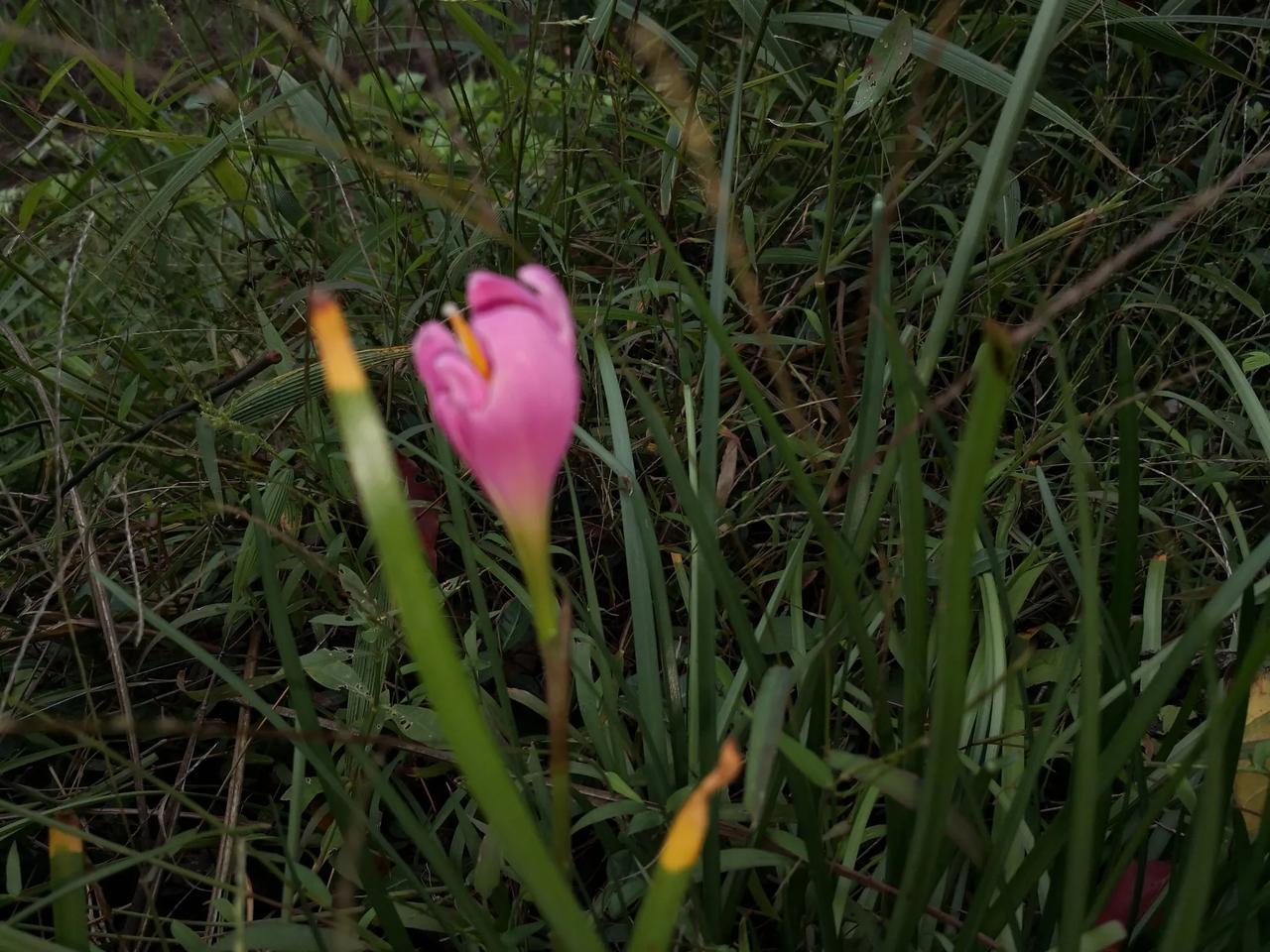 #分享一张你相册的拍的花#