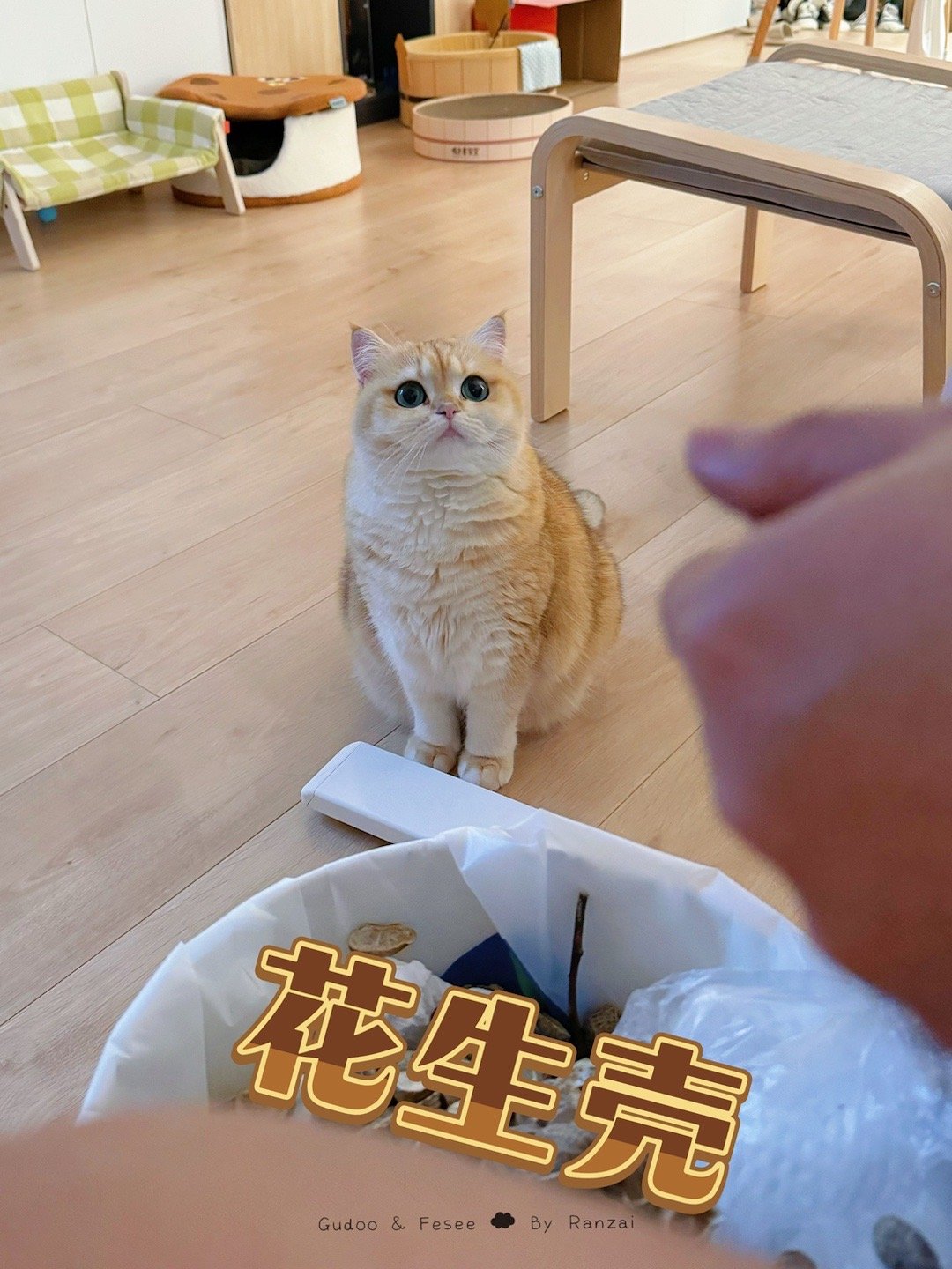 肥咪的新玩具：花生🥜一晚上紧盯爸爸剥，看啥时候手滑掉出来给她玩，太乖太可爱啦[