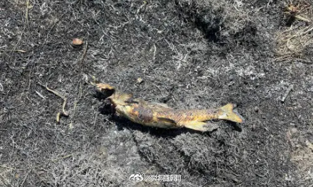 【#1只鸟1条鱼引发加拿大林火# 消防部门：“嫌疑鸟”仍在逃……】#鱼掉到电线上