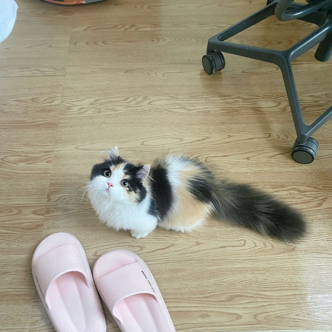 猫很贵吗   怎么就买这么点