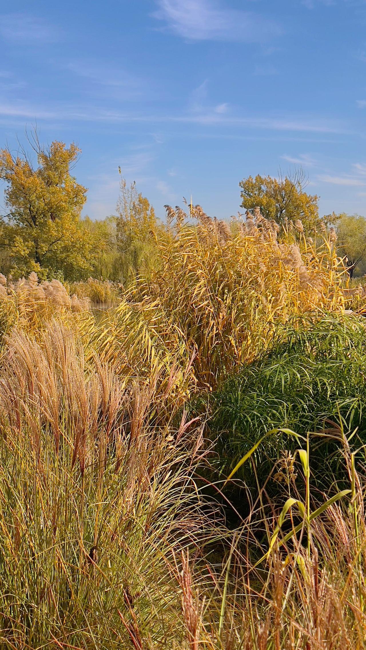 分享一张最近随手拍的照片