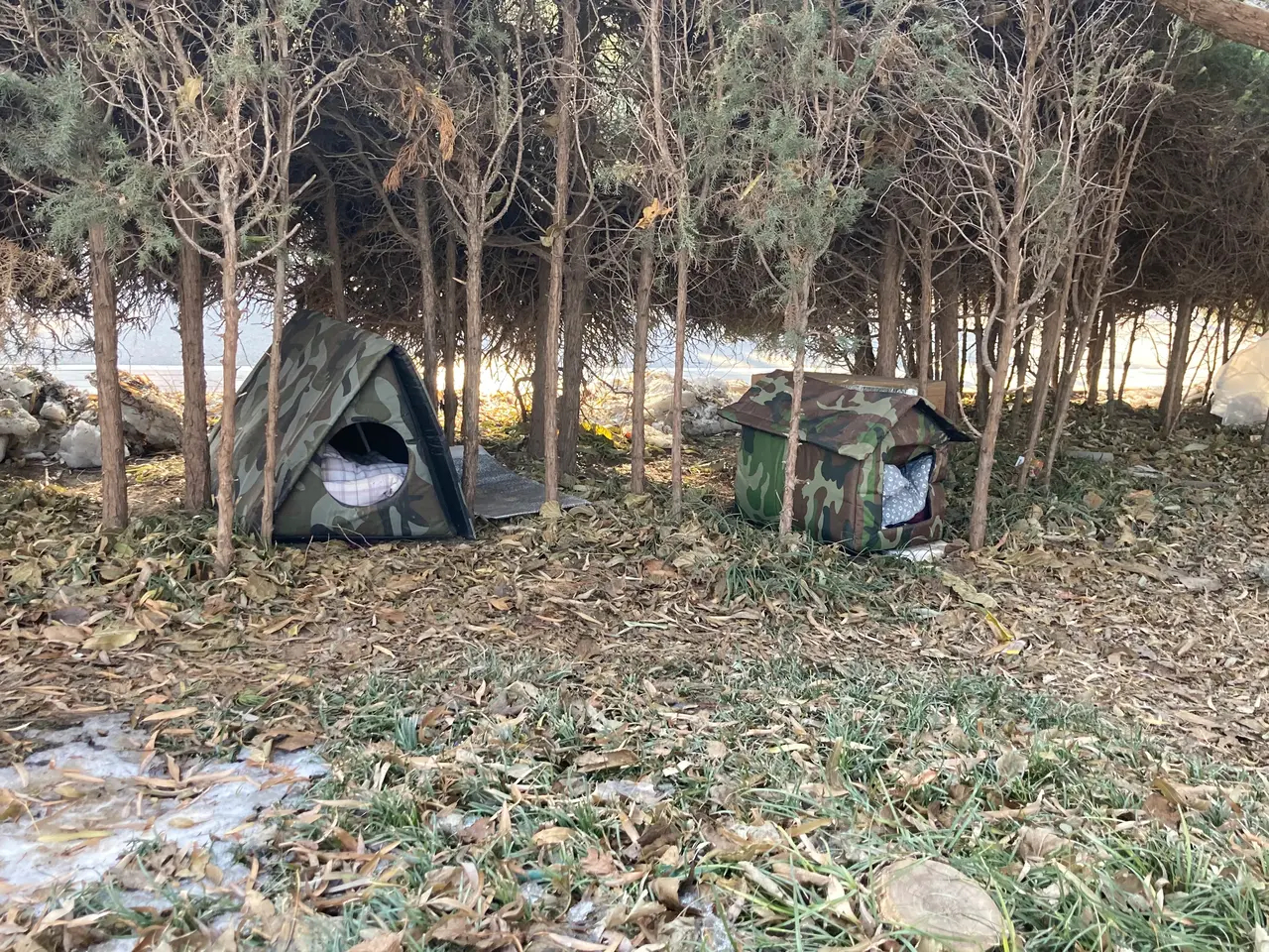 北京很多公园里都有给小猫遮风挡雨的小窝，让凛冽寒风中小猫有个温暖的家，太有爱了?