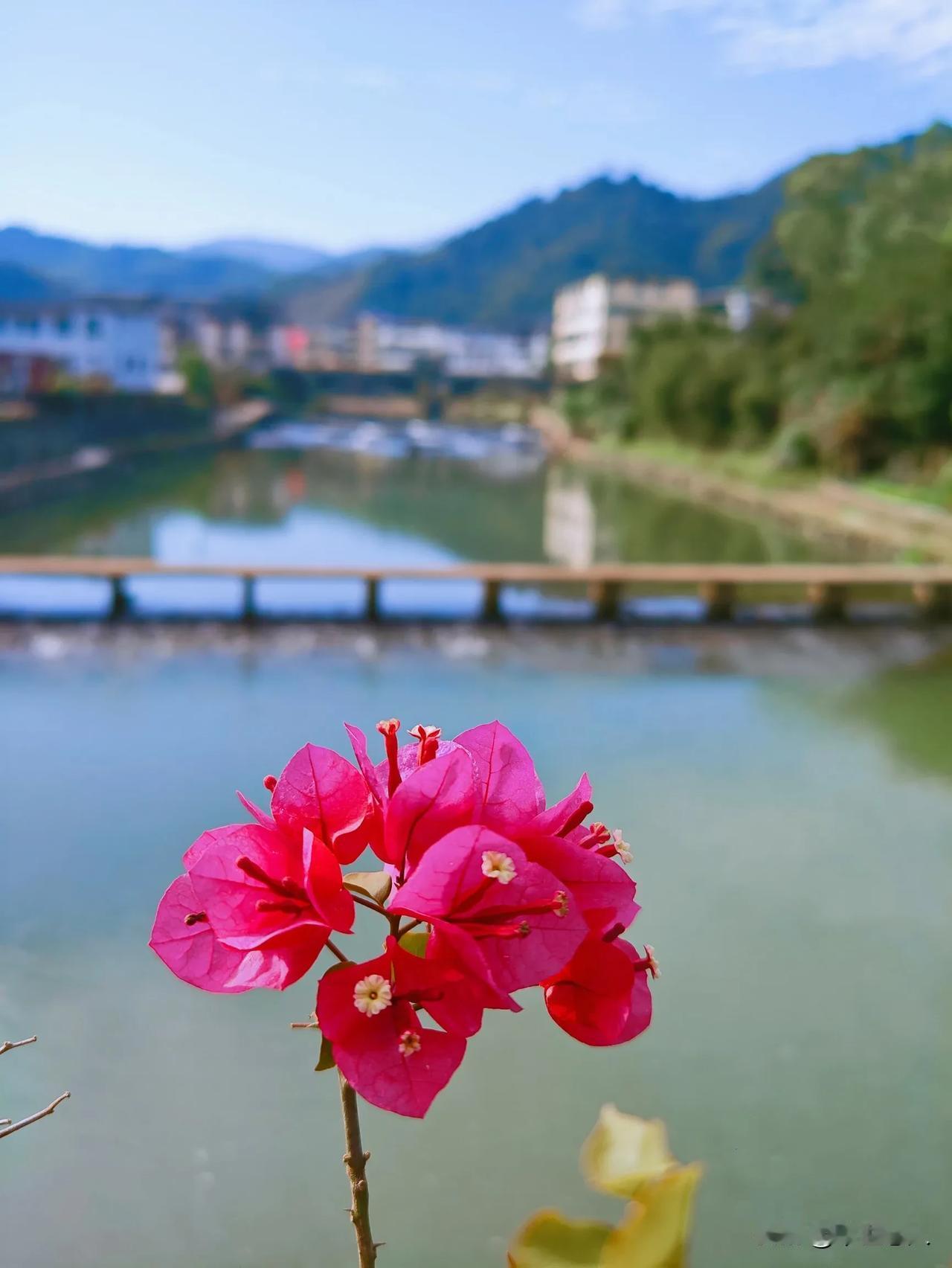 这大冬天的，粉嫩的三角梅却开得娇艳，映衬着青山绿水，美不胜收！
三角梅美丽随拍 