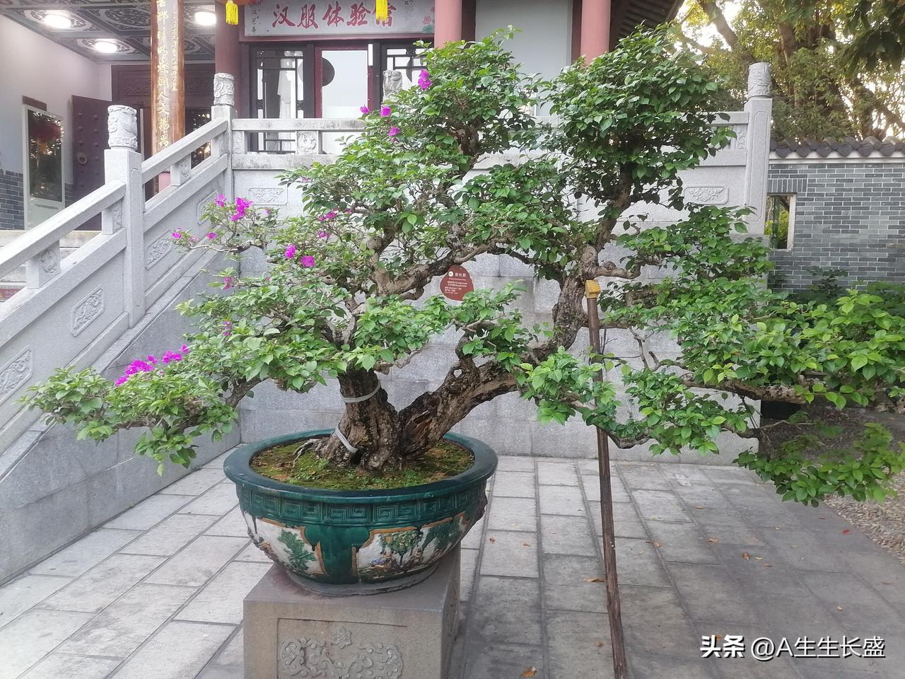 丰渚园内摆着各种各样的盆景，有些盆景观赏性好强！