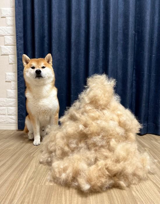 有养过柴犬的饲主大家都知道，「柴犬一年掉两次毛，一次掉半年」，养毛孩清理脱落的毛