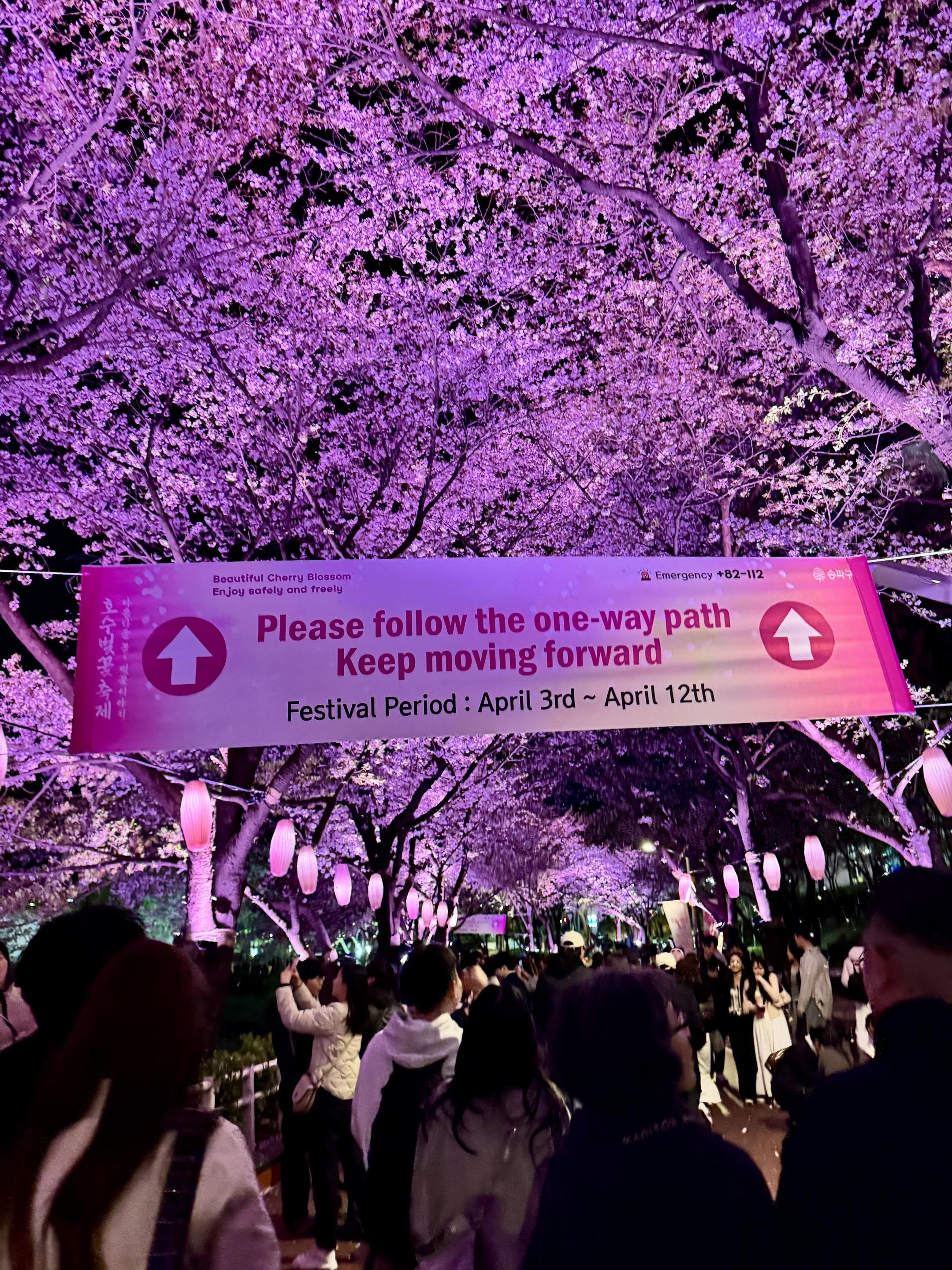 🌸夜樱｜藏在首尔的梦幻仙境～