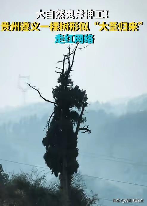 贵州惊现“大圣树”：大自然随手一挥，治好了我的精神内耗

2026年3月，遵义大