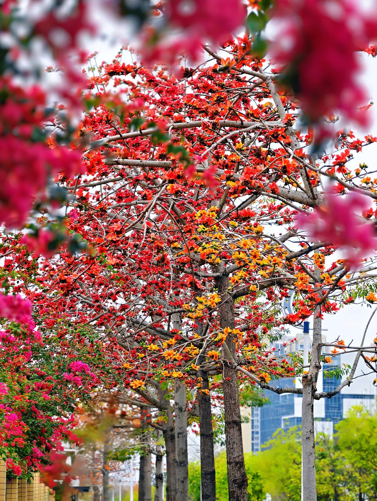 坪山春天封神！木棉红瀑沿河开🔥
 
谁懂啊！坪山人民也太会藏了
坪山河畔的木棉