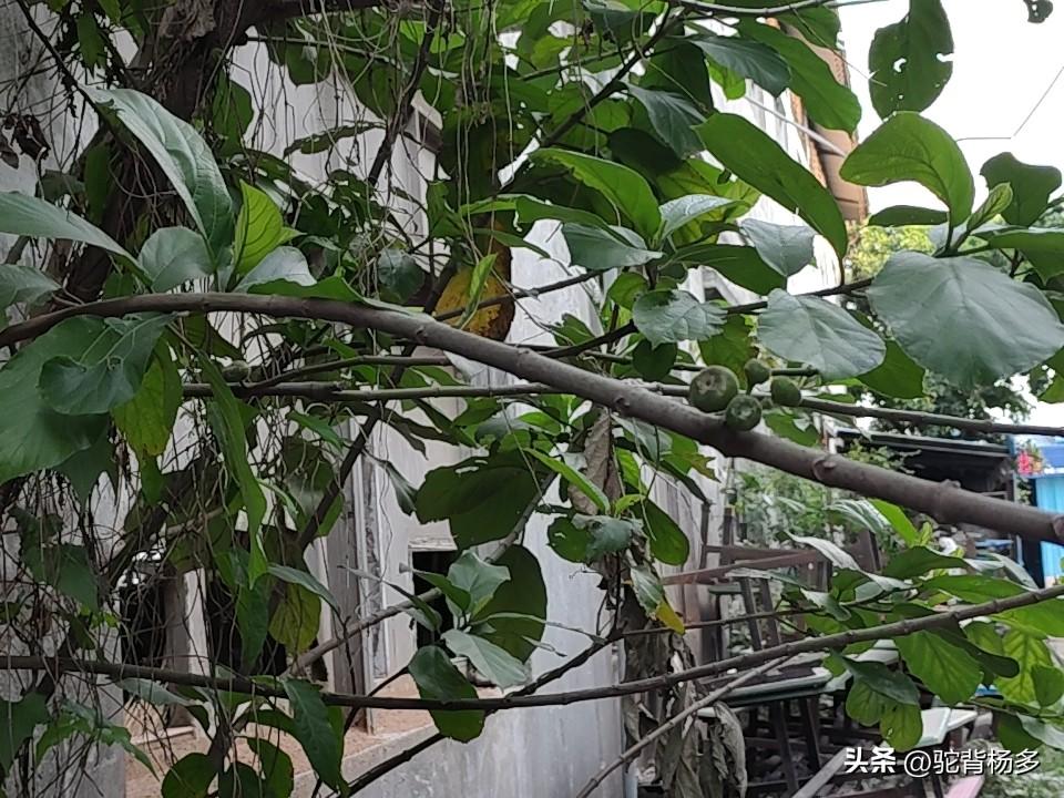 豆包帮助下，终于知道这棵树叫“牛奶树”，也知道这果子有毒不能食。