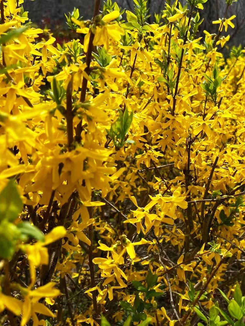 青岛的崂山是‌海岸线第一高峰‌，享有“海上名山第一‌”之美誉。
这里是道教的发祥